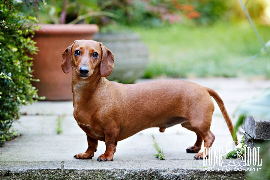 Red Dachshund Photographs by Bone Idol Dog Photography Wilson Bone