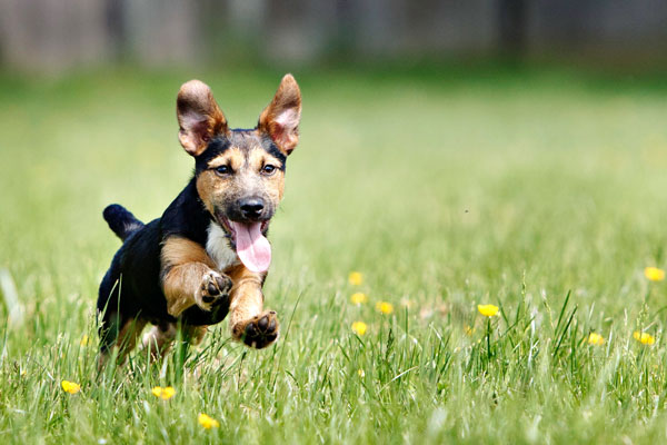 Jack Russell Puppy jumping through grass with ears flying