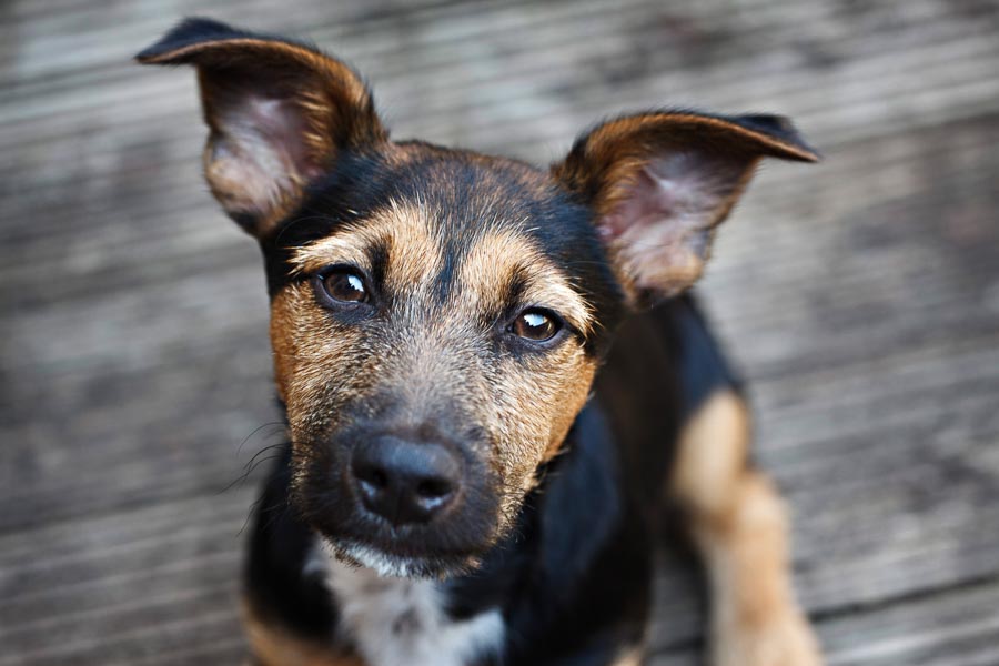 Gorgeous Jack Russell Puppy Dog Portrait Photography in South London